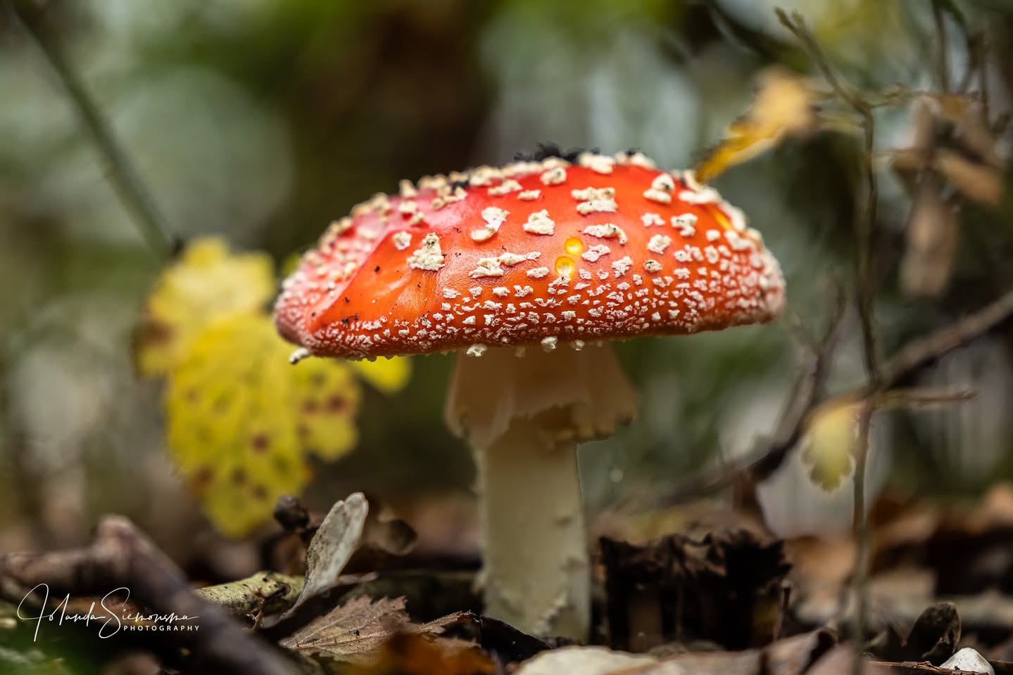 Herfst fotoshoot friesland